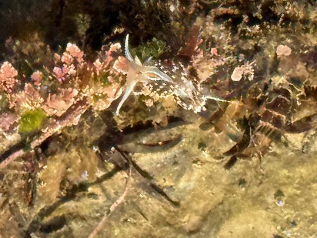Translucent nudibranch with white markings on a sandy, plant-filled tide pool floor.