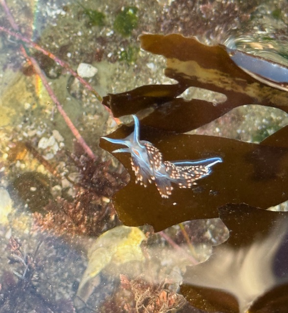 Blue and spotted sea slug on dark seaweed, underwater with rocks and algae visible.