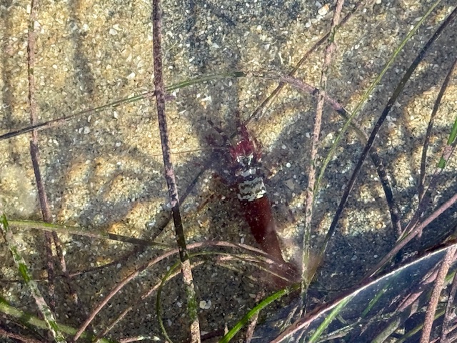 Red shrimp with white bands, mostly hidden among seagrass in shallow, clear water.
