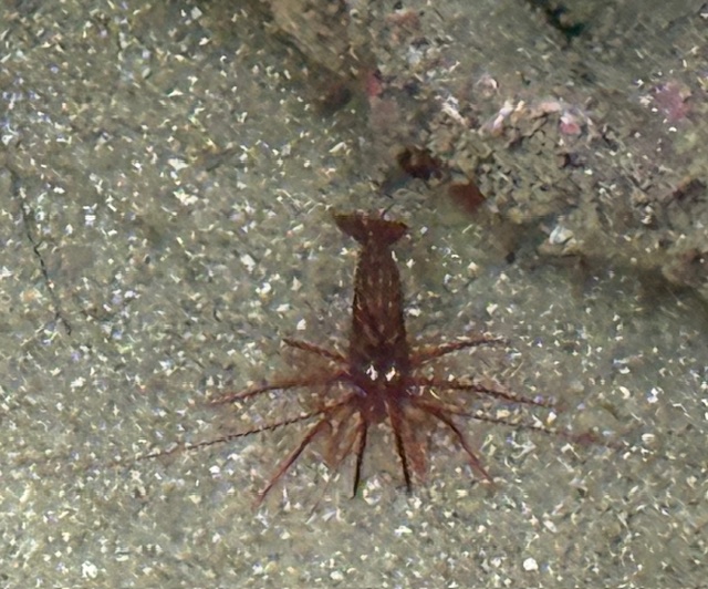 Brown shrimp-like creature with long legs and antennae on sandy seabed, near a rock.