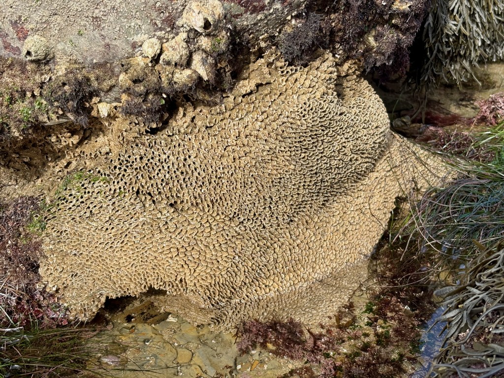 A dense cluster of sandy, honeycomb-like worm tubes attached to a rocky seaside surface.
