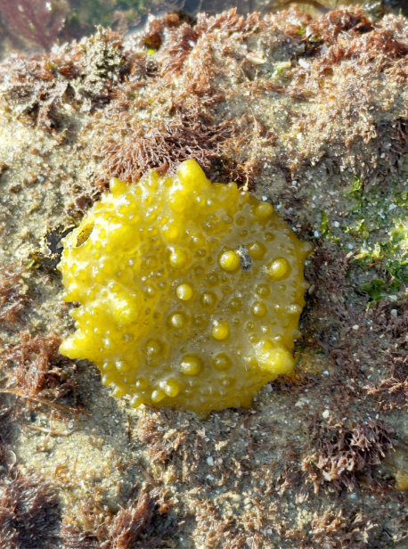 Yellow, bumpy sea sponge on a sandy rock, surrounded by brown and green marine algae.