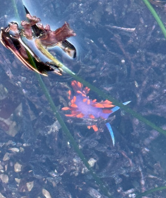 A colorful bluish-orange sea slug, likely a nudibranch, is visible underwater near plants.