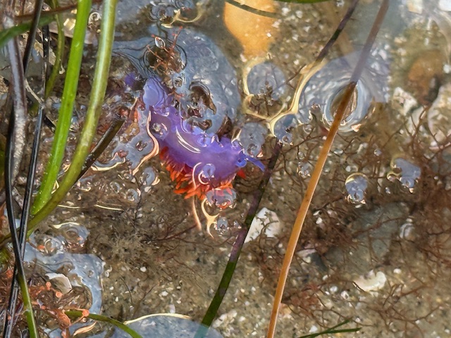 Bright purple and orange nudibranch in shallow water, surrounded by plants and bubbles.