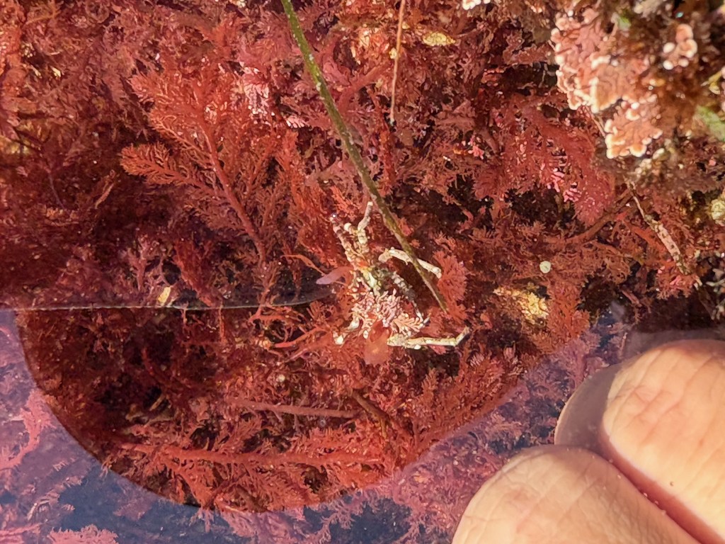 Small camouflaged crab among red seaweed, with fingers visible for scale in clear water.