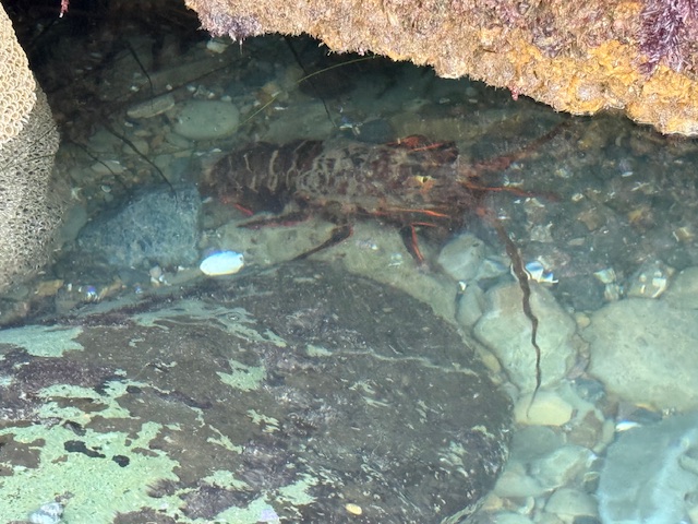 Lobster hiding under a rocky ledge in clear shallow water, blending in with stones and shadows.