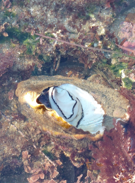 Open oyster in shallow water, surrounded by seaweed and aquatic plants.