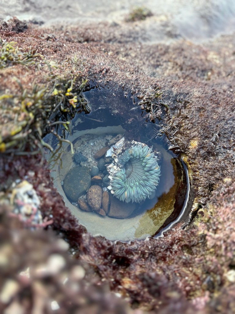 A tide pool with a green sea anemone surrounded by small rocks and shells, nestled in a rocky, seaweed-covered shoreline.