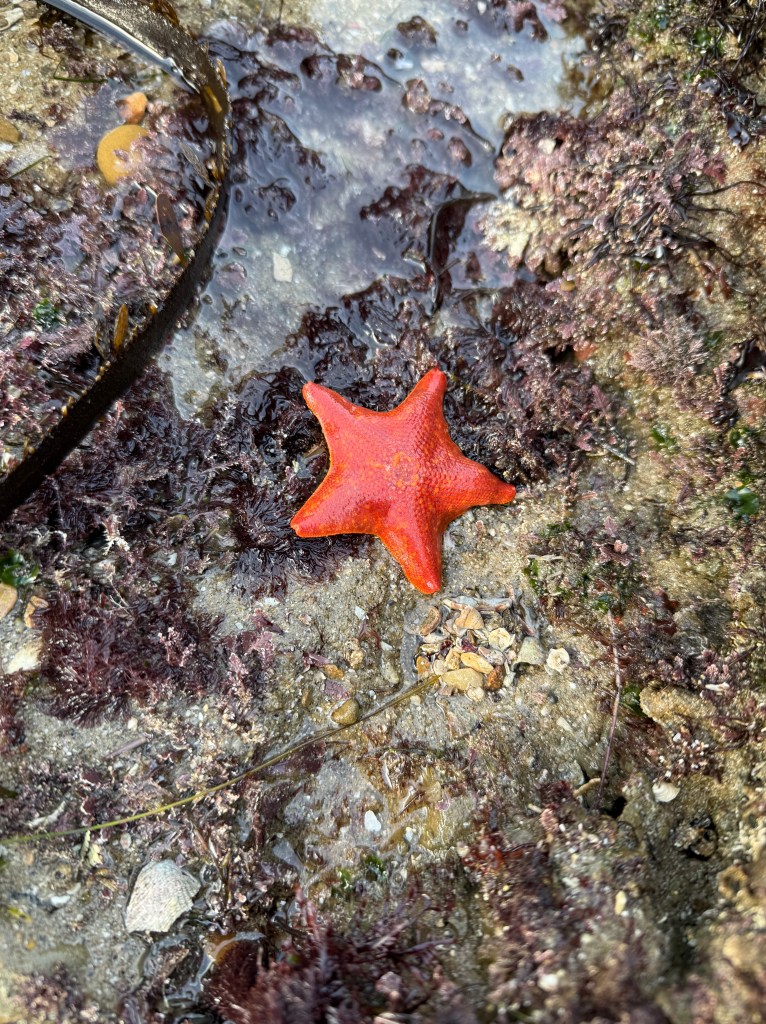 A bright orange bat star rests on a rocky tide pool surface, surrounded by seaweed, small pebbles, and shallow water.