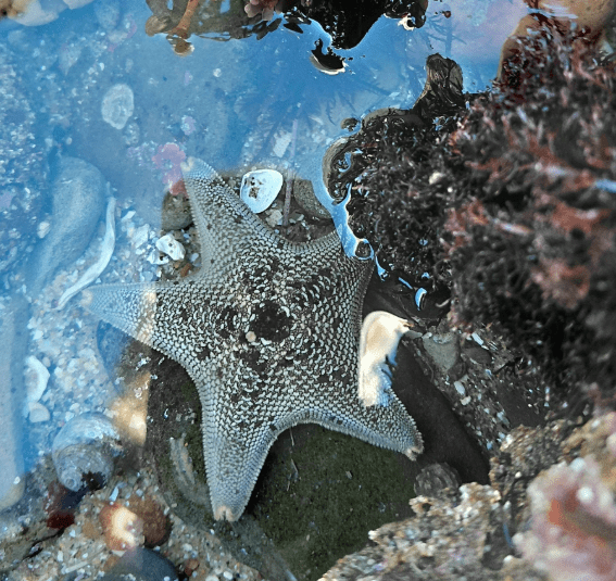 A bat star rests in a tide pool, surrounded by shells, rocks, and marine algae, its five short, webbed arms visible through the clear water.