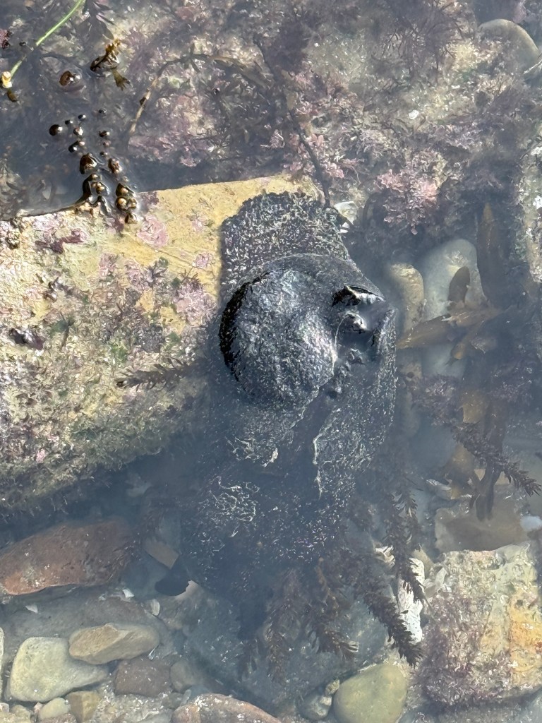 A large black sea hare rests in shallow water among rocks and seaweed, its dark, textured body blending with the surrounding marine environment.