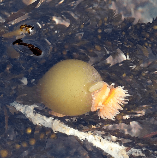 A bulbous sea anemone with pinkish-orange tentacles clings to a submerged branch, surrounded by dark seaweed in a tide pool.