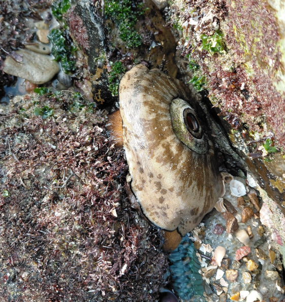 giant keyhole limpet clings to a rocky tide pool, its domed shell with a central hole blending into the surrounding algae and shells.