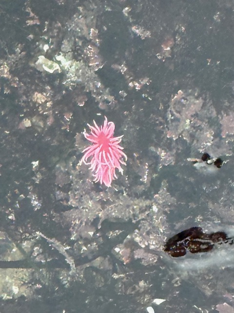 A bright pink Hopkins Rose nudibranch rests on a rocky, algae-covered surface in shallow water, standing out against the muted background.