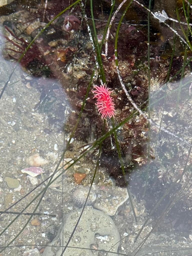 A bright pink Hopkins’ Rose nudibranch clings to a rock in a shallow tide pool, surrounded by sea grass, shells, and clear water.