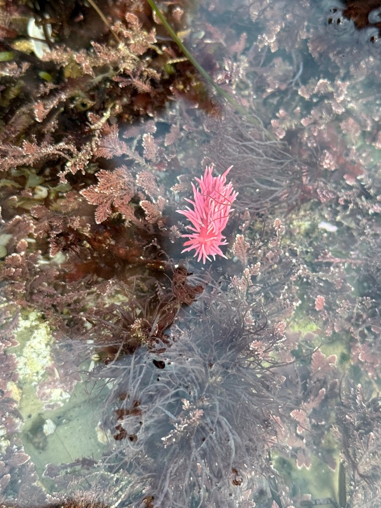 A bright pink Hopkins Rose nudibranch rests among brown and purple seaweed in a shallow tide pool, surrounded by clear water and marine vegetation.