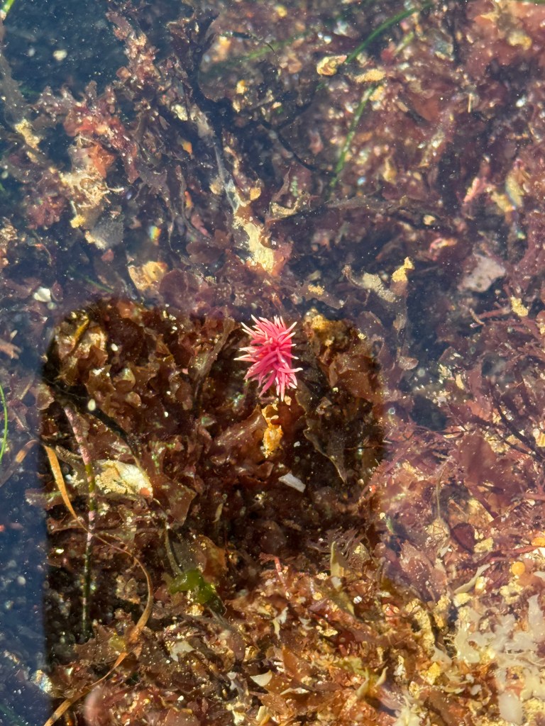 A small bright pink sea slug, likely a Hopkins Rose nudibranch, rests among brown and red seaweed in a shallow tide pool with clear water.