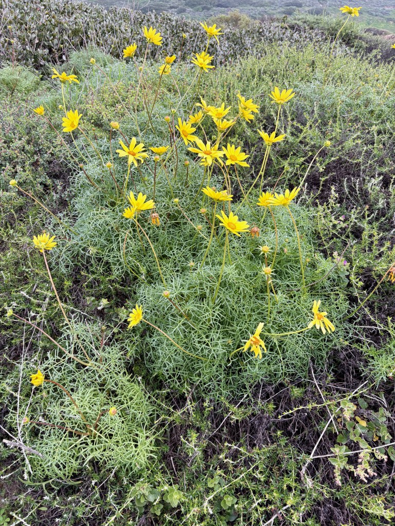A group of yellow flowers
