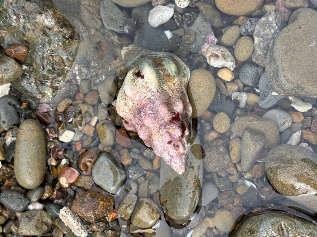 Kellets Whelk Alt Text: A large, pinkish Kellett’s whelk shell lies in shallow water among smooth, multicolored rocks and pebbles, partially submerged and surrounded by clear tidepool water.