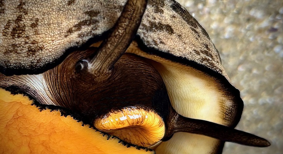 A close-up of a keyhole limpet showing its textured shell, dark tentacles, and bright orange foot against a sandy background.
