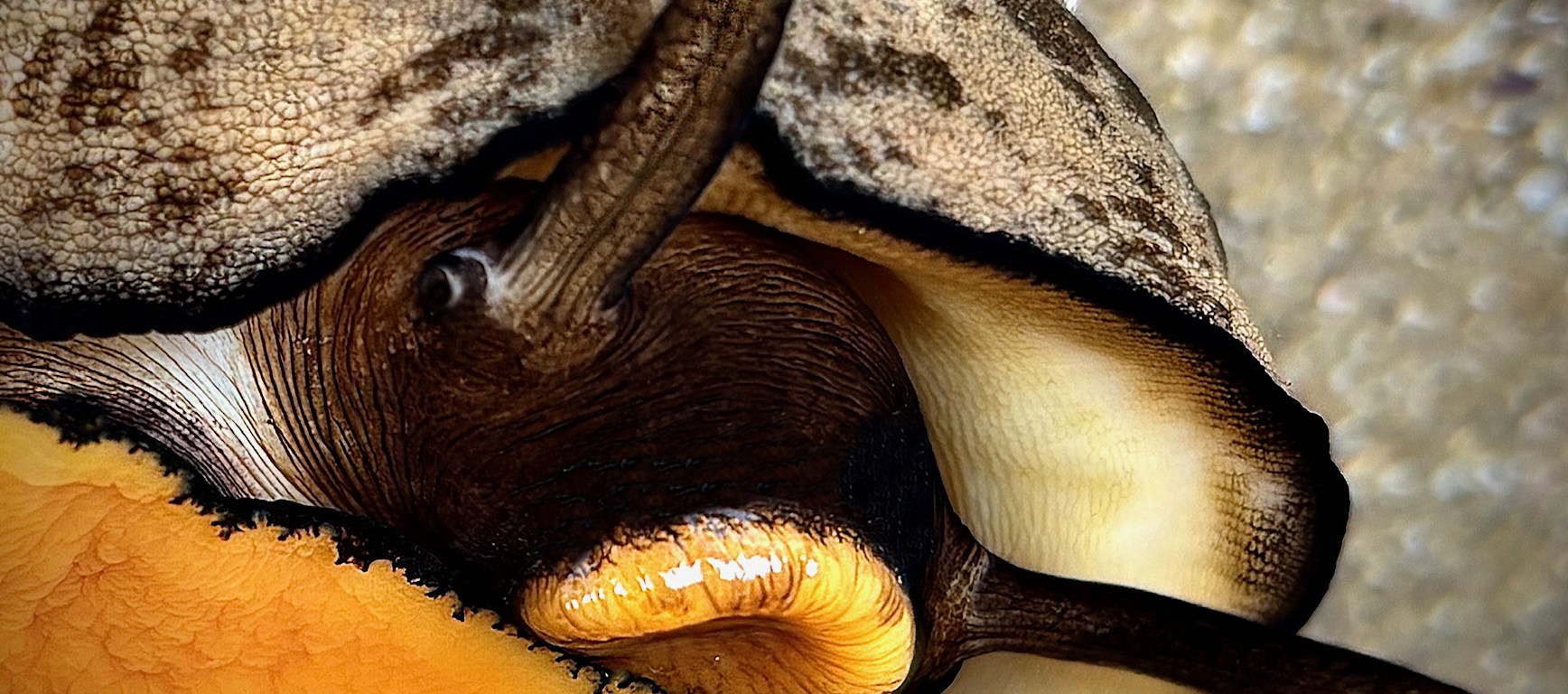 A close-up of a keyhole limpet showing its textured shell, dark tentacles, and bright orange foot against a sandy background.