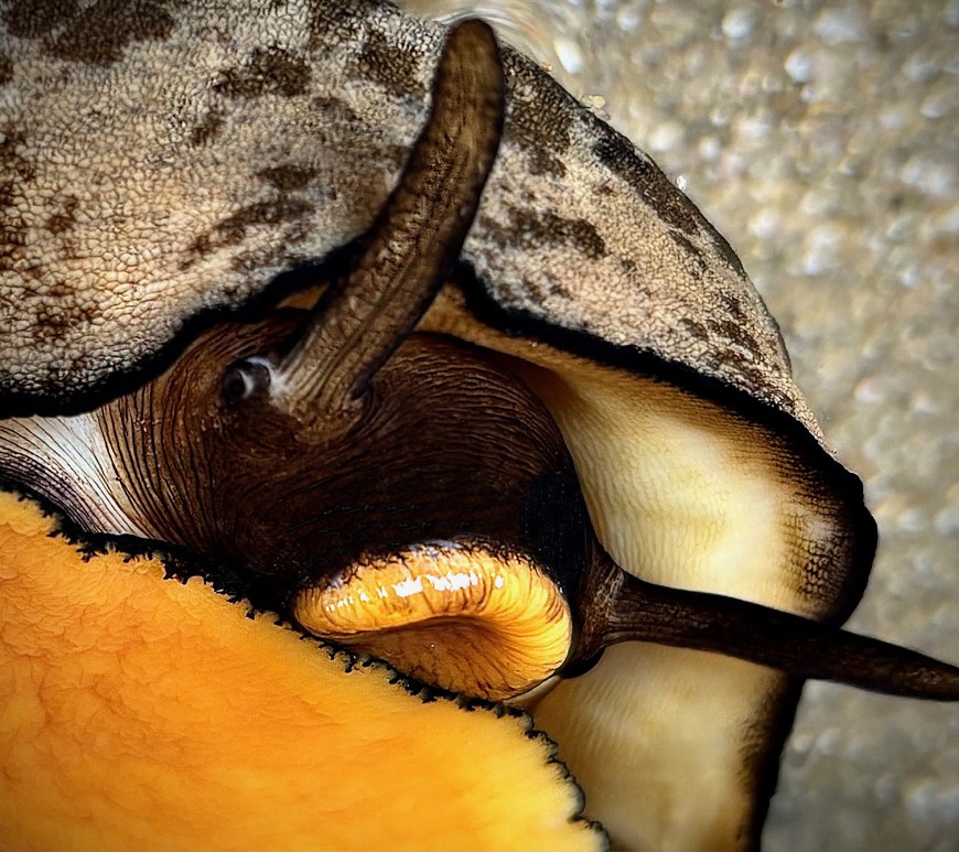 A close-up of a keyhole limpet showing its textured shell, dark tentacles, and bright orange foot against a sandy background.