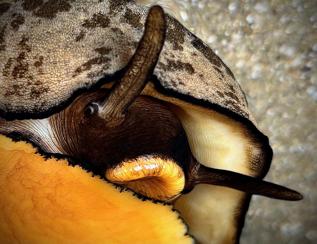 A close-up of a keyhole limpet showing its textured shell, dark tentacles, and bright orange foot against a sandy background.