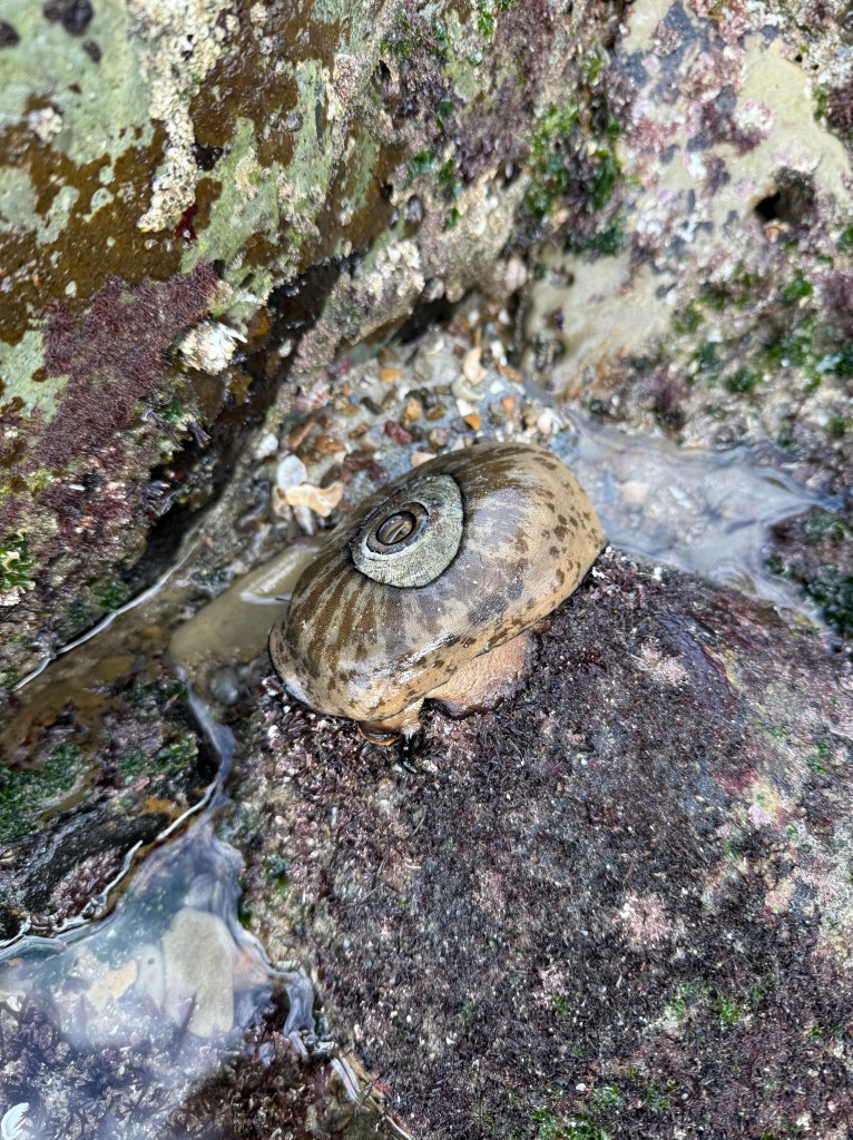 A marine snail clings to a rocky tide pool, its spiral shell blending with the wet, algae-covered surface around it.