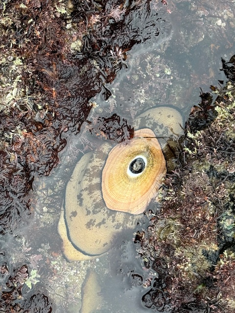 A keyhole limpet clings to a tide pool rock, its conical shell with a central hole surrounded by brown and tan patterns, partially submerged in clear water with seaweed nearby.