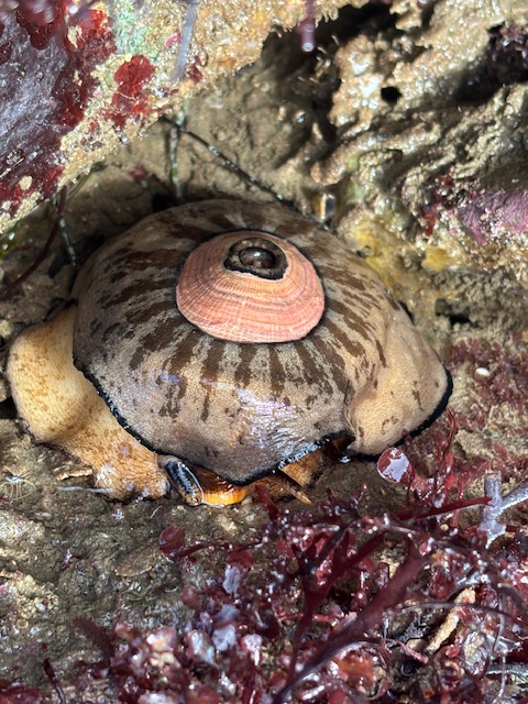 A keyhole limpet clings to a rocky tide pool surface, displaying its dome-shaped shell with a central hole and radiating brown patterns surrounded by seaweed and algae.