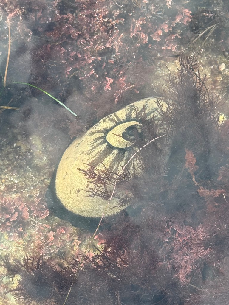 A keyhole limpet rests underwater among reddish seaweed, its dome-shaped shell with a central opening partially camouflaged on the rocky seabed.