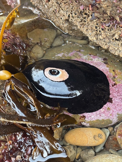A shiny black keyhole limpet clings to a rock in a tide pool, surrounded by seaweed, pebbles, and pink encrusting algae.