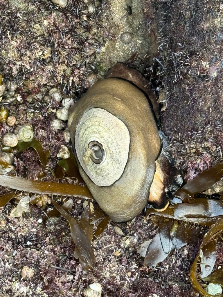 A large keyhole limpet clings to a rocky tide pool surface, surrounded by small snails, seaweed, and encrusting marine life.