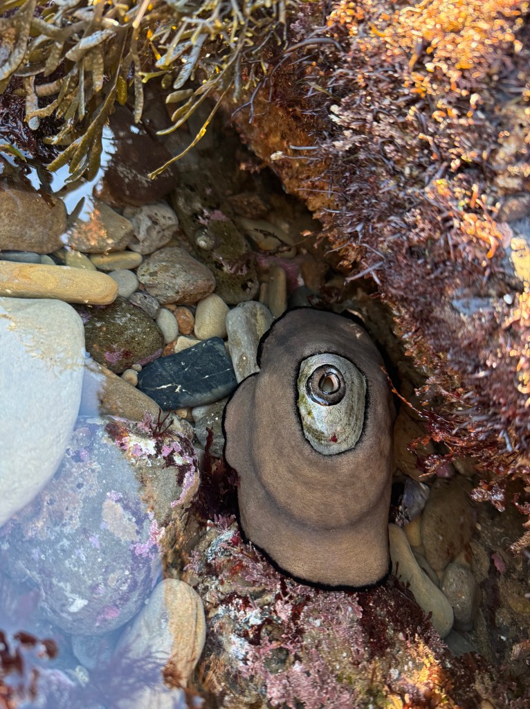 A keyhole limpet clings to rocks in a tide pool, surrounded by pebbles, seaweed, and patches of colorful algae.