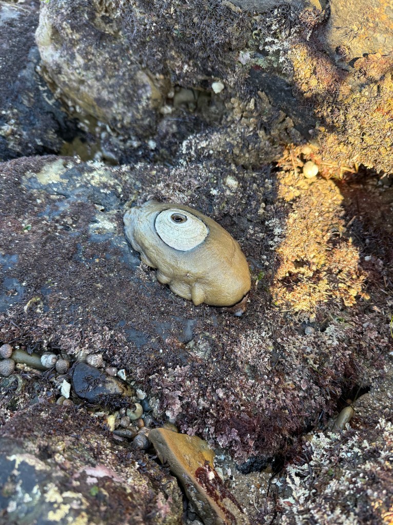 A keyhole limpet clings to a rocky tide pool surface, surrounded by barnacles, algae, and small marine snails.