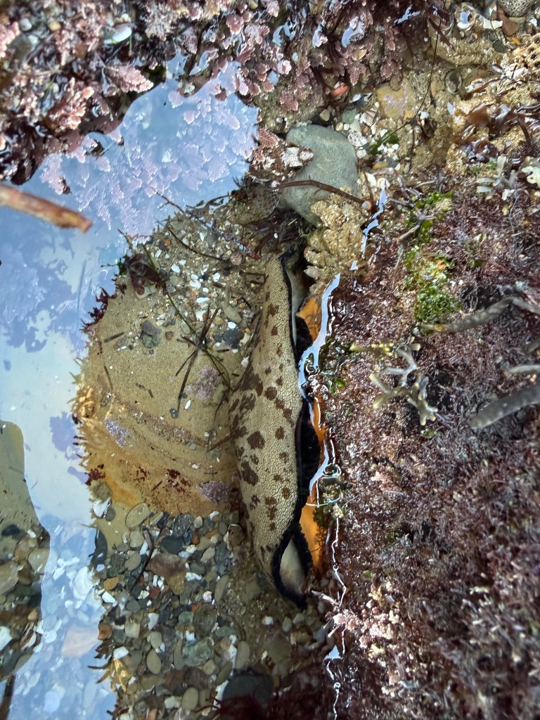 A large, spotted sea slug rests in a shallow tide pool surrounded by rocks, sand, shells, and patches of red and green algae.