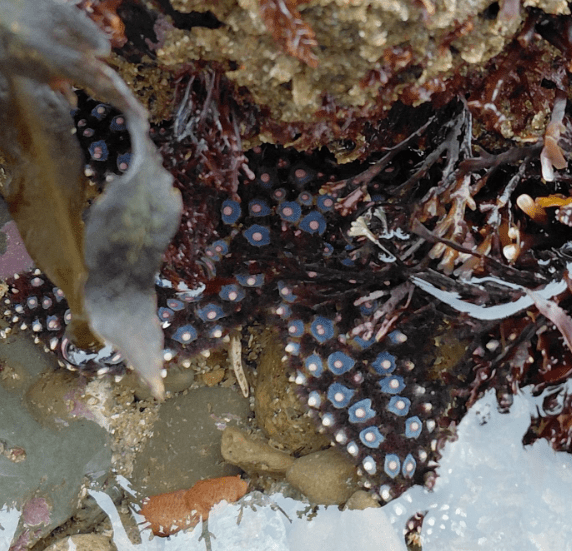 A knobby blue sea star is partially hidden among rocks, seaweed, and tide pool water, displaying its dark arms with bright blue and pink spots.