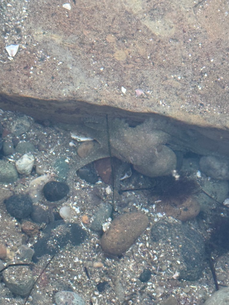 An octopus camouflages against rocks and sand underwater, blending with its surroundings near a large stone in a shallow, rocky area.