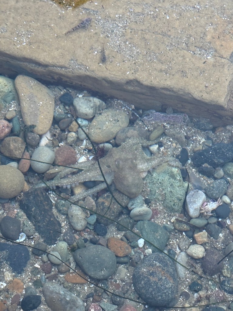 An octopus camouflages among rocks and pebbles in shallow, clear water, blending seamlessly with its surroundings.