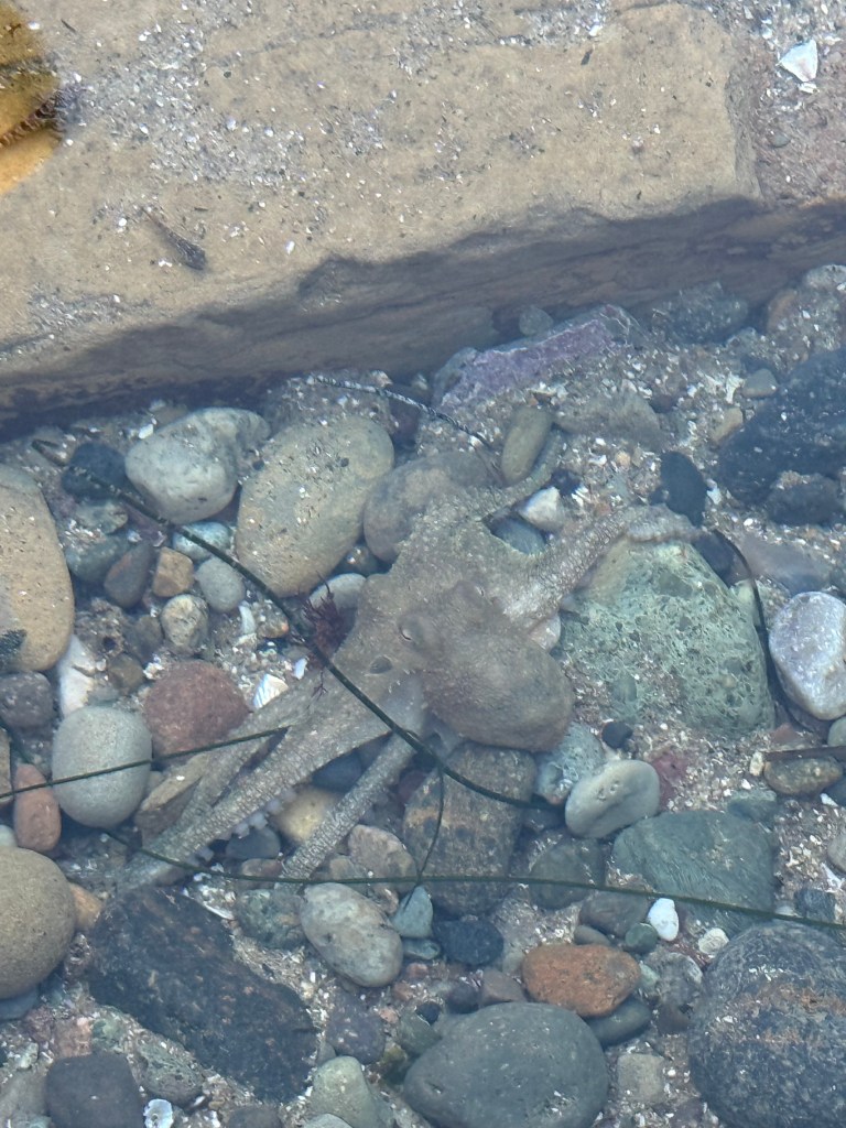 A small octopus camouflages among rocks and pebbles in shallow water, blending perfectly with its surroundings.