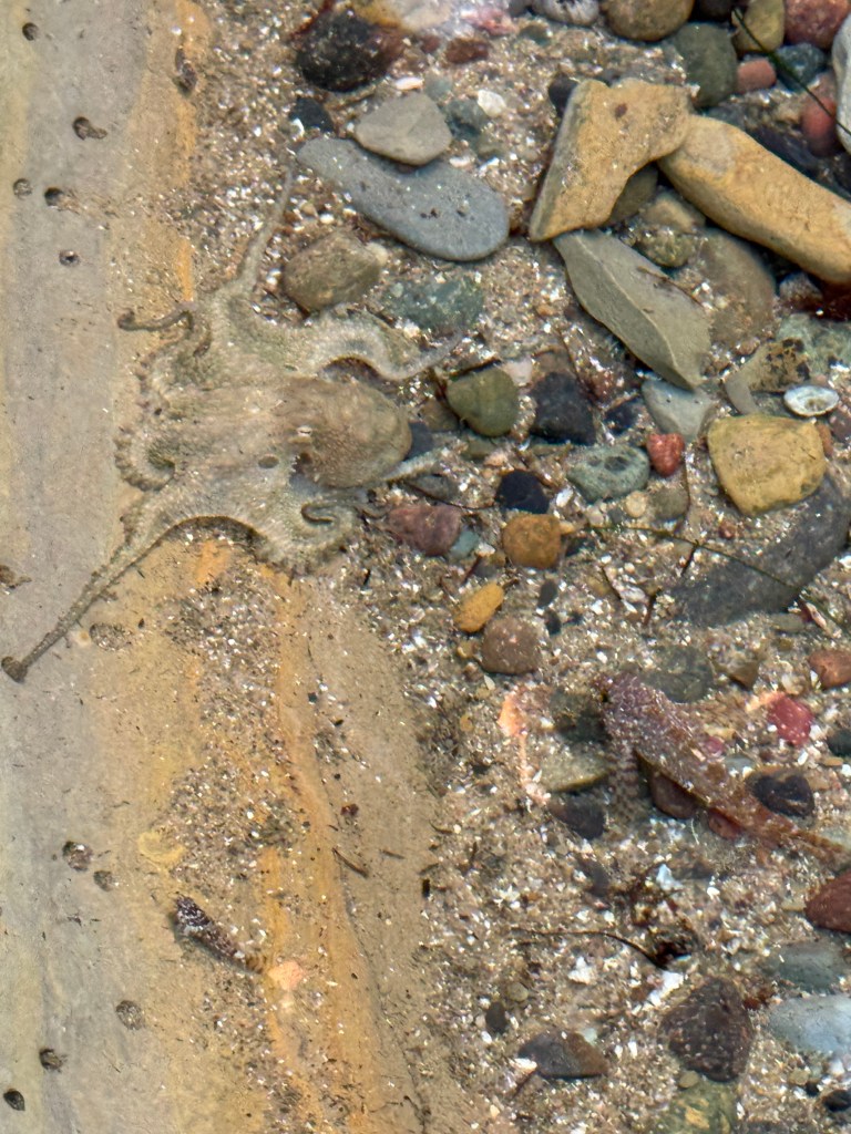A small octopus blends into the rocky, sandy seabed in shallow water, camouflaged among pebbles and shells.