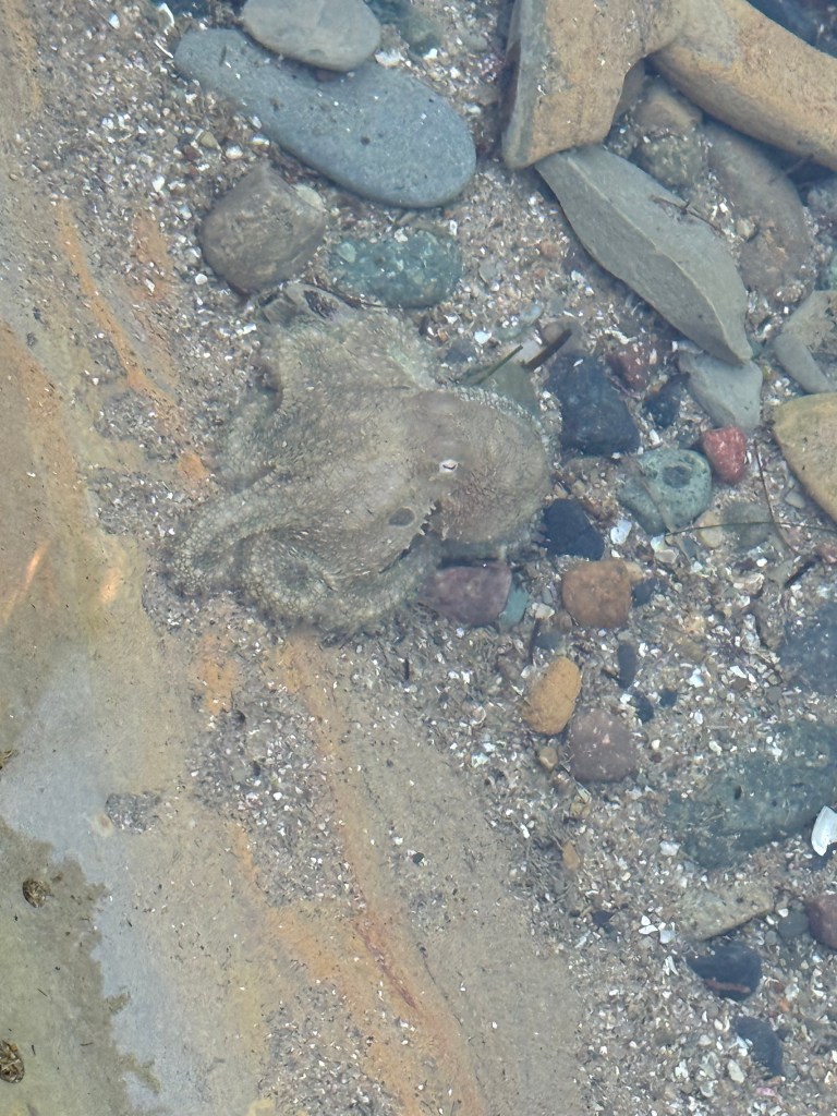 A small octopus camouflages against a rocky, sandy seabed in shallow water, blending in with the surrounding stones and shells.
