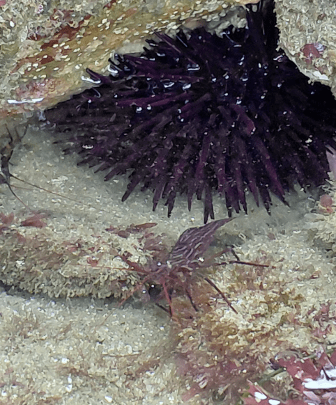 A purple sea urchin clings to a rock in shallow water while a red rock shrimp with striped patterns crawls nearby on the sandy, algae-covered surface.