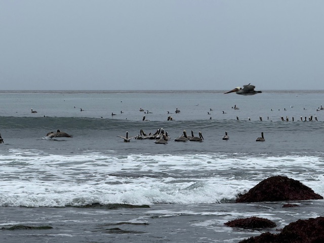 A flock of pelicans floats and flies over the calm ocean near the shore, with gentle waves and seaweed-covered rocks in the foreground under a gray sky.