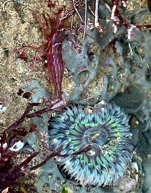 A vibrant sea anemone with green and purple hues rests on a rocky surface, surrounded by red seaweed and a small red rock shrimp blending into the background.