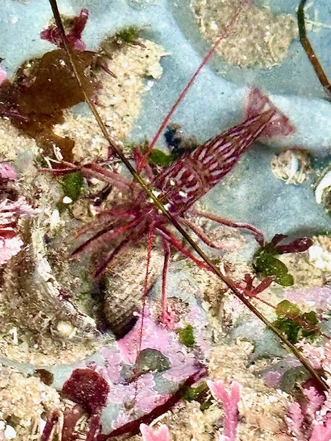 A red rock shrimp with striped patterns rests on a sandy, rocky surface surrounded by bits of pink algae and green seaweed underwater.
