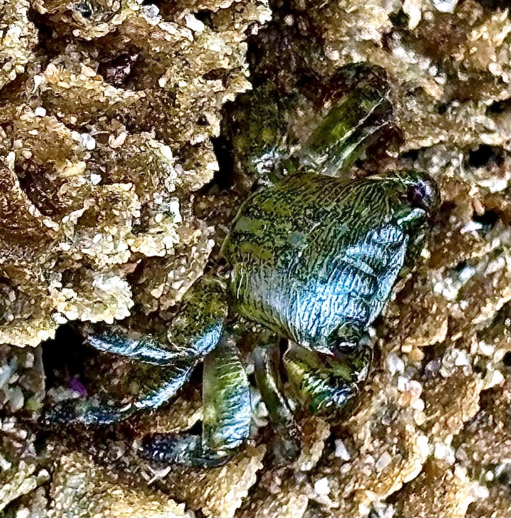 A small green shore crab is camouflaged against rough, sandy rocks, blending with its surroundings in a tide pool environment.
