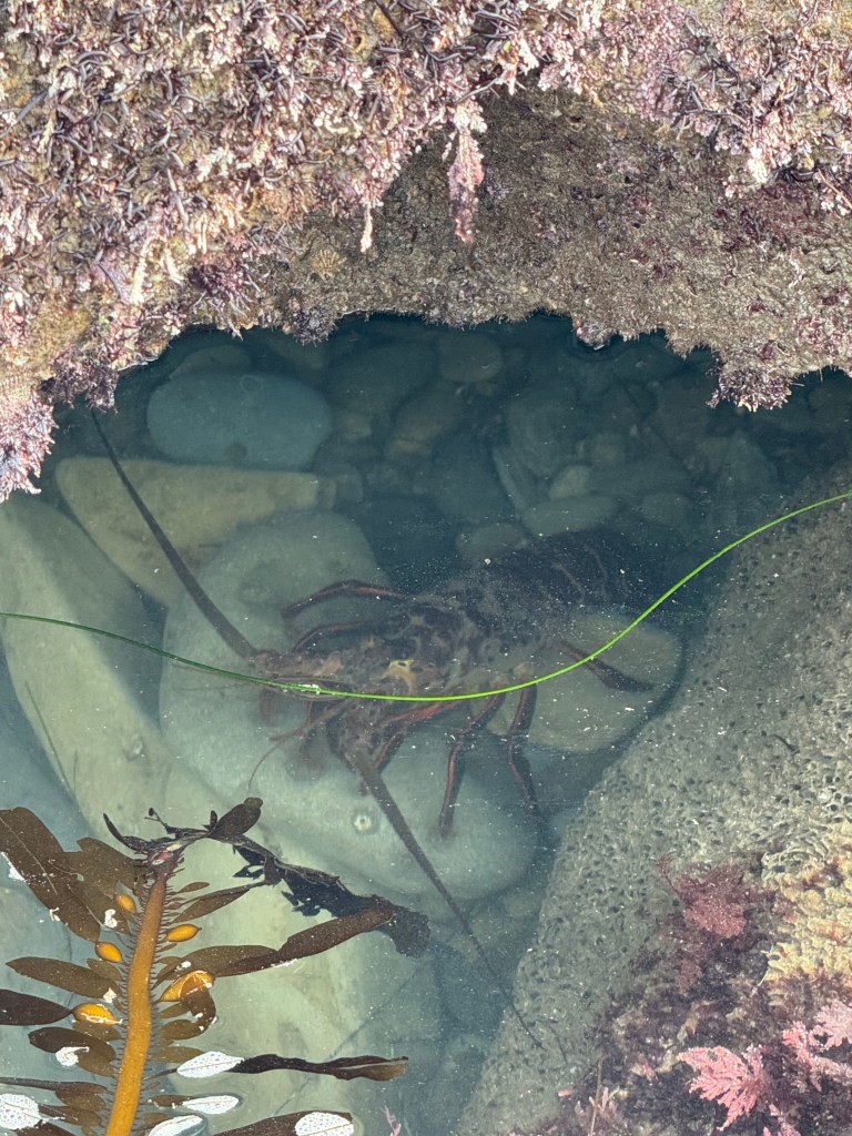 A spiny lobster hides under a rocky ledge in a clear tide pool, surrounded by seaweed, pebbles, and marine algae.