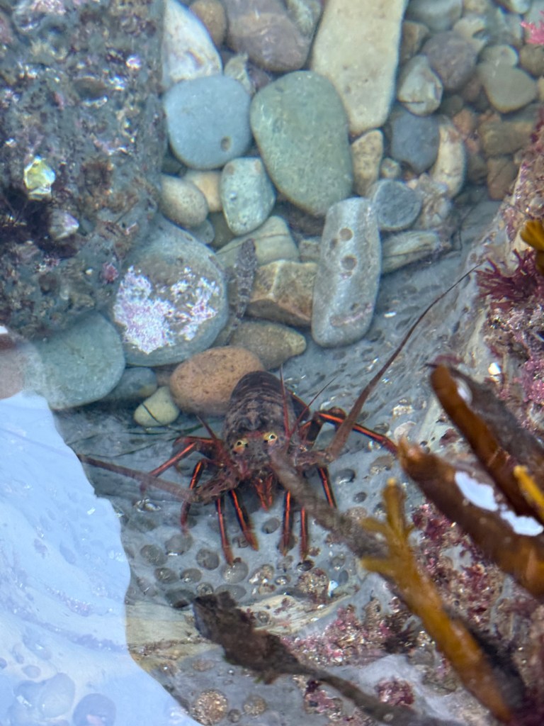 A spiny lobster rests in a shallow rocky tide pool, surrounded by smooth pebbles, seaweed, and clear water.