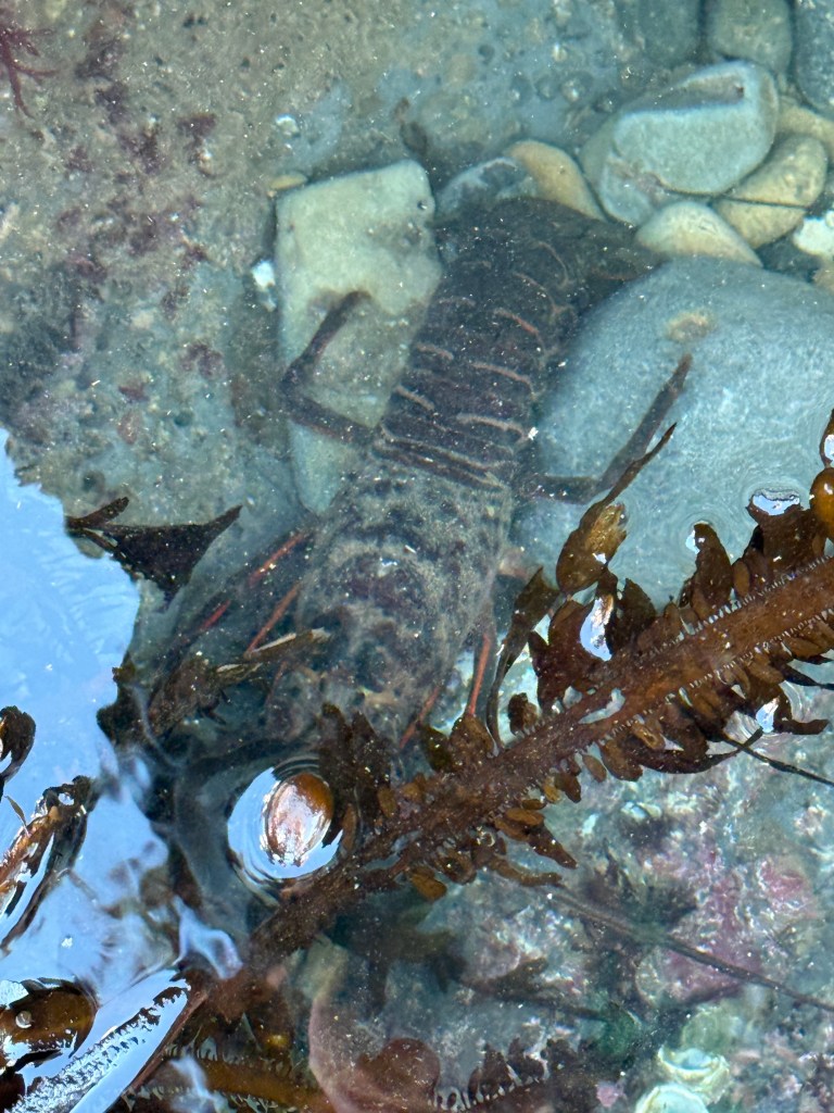 A spiny lobster is partially hidden among rocks and seaweed in shallow, clear water, blending with its surroundings in a tide pool.